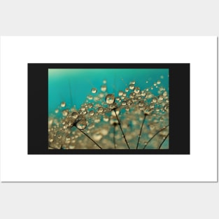 Turquoise Dandelion Drops Posters and Art